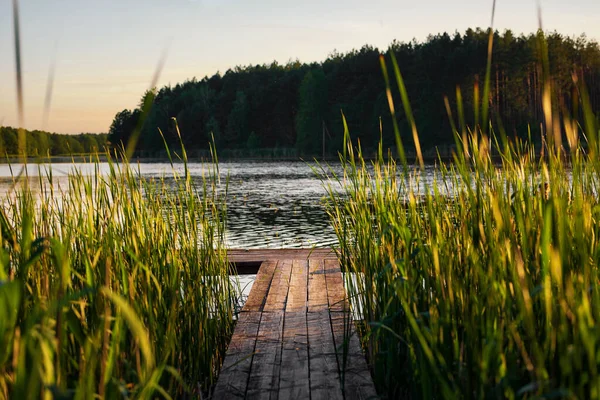 stock image serene fishing spot surrounded by green reeds on the riverside