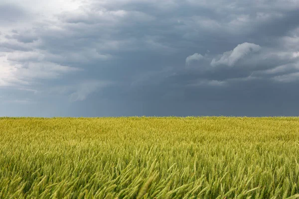 Zralé Pšeničné Pole Bouřlivém Pozadí Bouřlivé Nebe — Stock fotografie