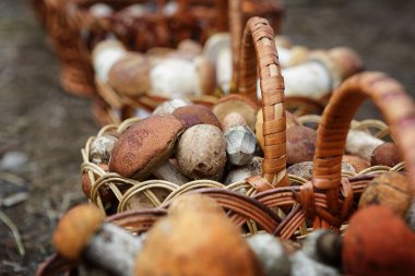 Ahşap sepetlerde beyaz mantarlar, yakın plan, sığ alan derinliği