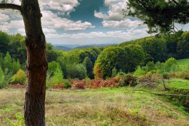 Dağlardaki orman, mavi gökyüzü ve beyaz bulutlar. Karpatlar