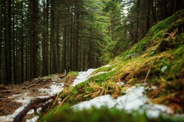 Ormanda, dağlarda kış yolu