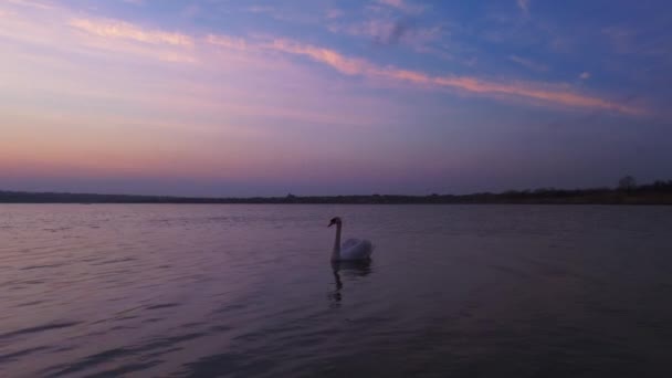 湖上日出时的白天鹅 — 图库视频影像
