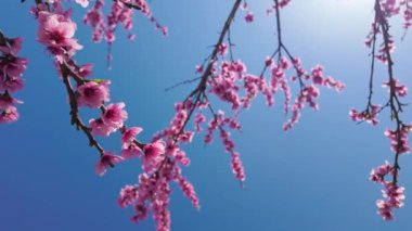 Pembe çiçekler şeftali ağacı dalları ve arkasında mavi bir gökyüzü.
