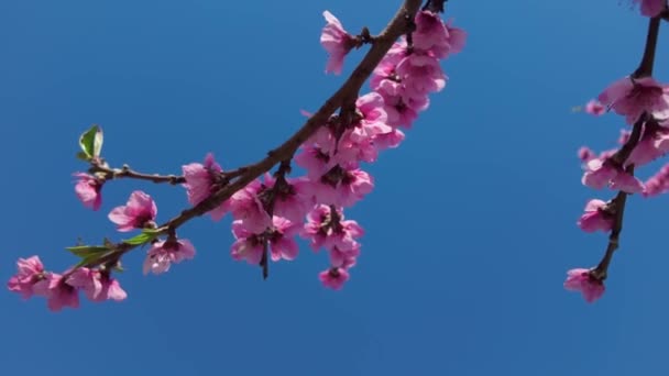 ピンクの花 バックグラウンドで青空と桃の木の枝 — ストック動画