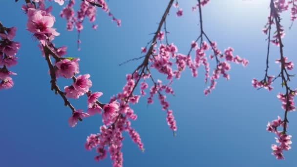 Rosa Blommor Persika Träd Gren Med Blå Himmel Bakgrunden — Stockvideo