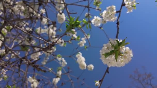 Bílé Květy Třešně Strom Větev Modrou Oblohou Pozadí — Stock video