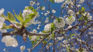 Beyaz çiçekler, arka planda mavi gökyüzü olan kiraz dalları.