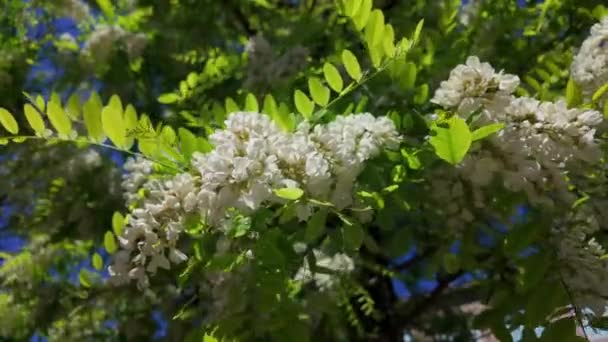 Nahaufnahme Weißer Akazienblüten Mit Grünen Blättern Frühling Einem Sonnigen Tag — Stockvideo