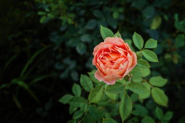 Melez çayı, yakın plan, doğal ortamda.