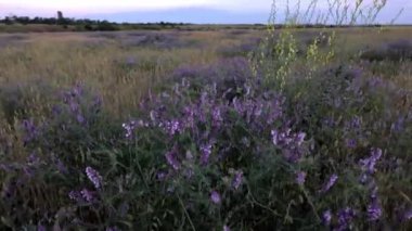 Vicia villosa doğal ortamda, tarlada, akşam