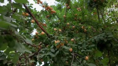 Olgun meyveler yeşil yapraklı, sarı kirazlı erik ağaçları.