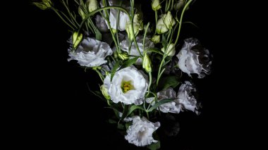 Eustoma exaltatum yakın plan, siyah arkaplan