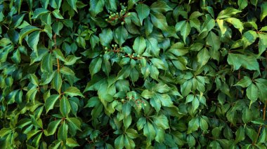 Üzüm duvarları çok yakındır. Partenocissus quinquefolia