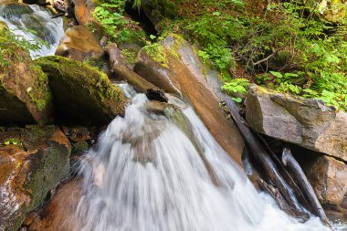 Küçük bir orman şelalesi, büyük taşların ve otların arasında, uzun süre açıkta kalır.