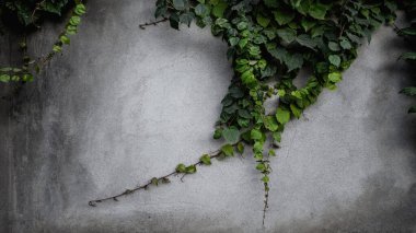 Gri beton bir duvarda bakire üzüm sarmaşığı