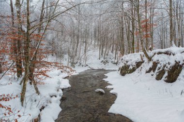 Karlı bir kış ormanında bir nehir akıyor.