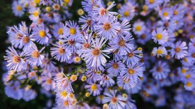 Purple flower Aster, Aster novi-belgii in the garden. floral background clipart