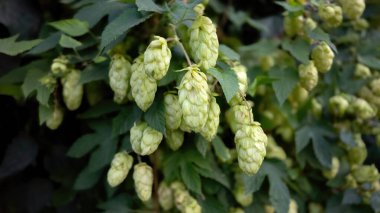 Koyu yeşil yaprakların arka planında açık yeşil hop konileri