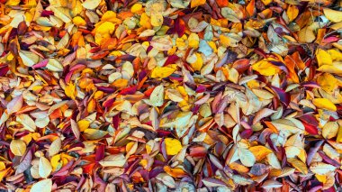 Yerde uzanan parlak sonbahar yapraklarının dokusu