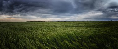 Uçsuz bucaksız yeşil bir alan dramatik, fırtınalı bir gökyüzünün altında sallanıyor..