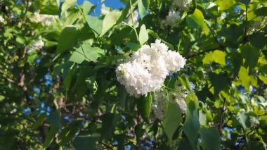 Narin beyaz leylak çiçekleri açık mavi bir gökyüzü altında hafif bir esinti içinde sallanıyor, tazeliği, ilkbaharı ve doğal güzelliği simgeliyor.