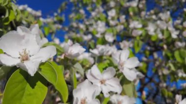 Narin beyaz ayva çiçekleri açık mavi bir gökyüzü altında hafif hafif hareket eder, mevsimsel promosyonlar, tebrik kartları ve doğa temalı tasarımlar için mükemmel taze ve canlandırıcı bir bahar manzarası yaratır.