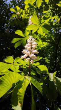 Çiçek açmış kestane ağacı yemyeşil yapraklarla çevrili.