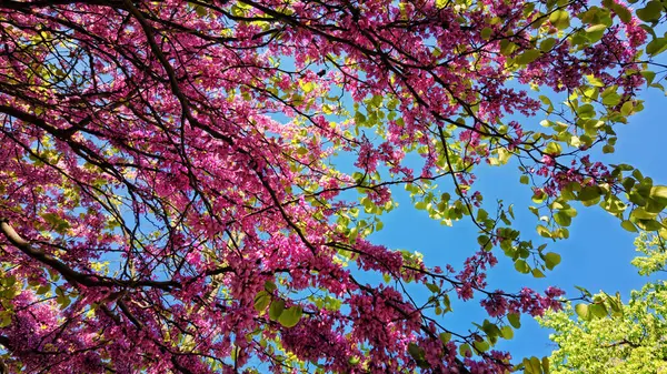 Parlak mavi gökyüzü ile kontrastlı Cercis silikosum kontrastı