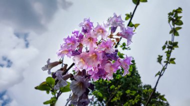 Çiçek açan Paulownia tomentosa çiçeklerine yakın çekim yumuşak bulutlu parlak bir gökyüzüne karşı