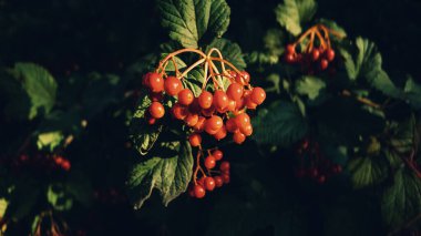 Yeşil yapraklarla çevrili Viburnum meyveleri, altın akşam güneşiyle yıkanmış..