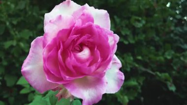 Yumuşak arkaplanda güzel bir gül, ticari kullanım için zarif bir çiçek resmi.