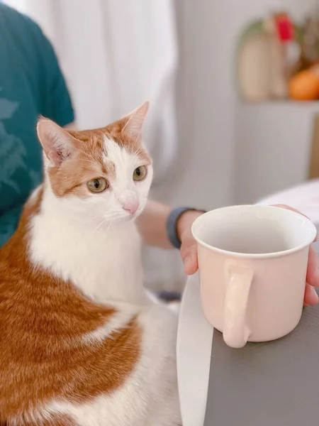 Asztal Egy Csésze Forró Ital Macska Közelben Imádnivaló Vörös Fehér — Stock Fotó