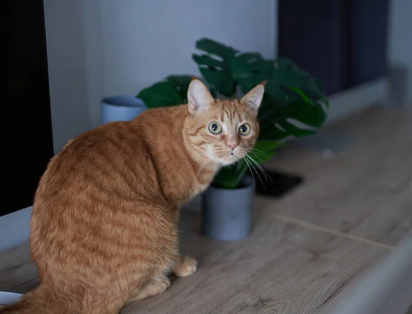 Klasik Mermer Desenli Sevimli Kırmızı Kedi Yavrusu Masada Oturuyor Evde — Stok fotoğraf