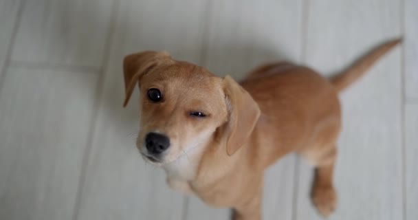 かわいい生姜ダックスフント子犬の犬 面白い茶色の遊び心のある犬の床に座っている ペット写真のコンセプト 高品質4Kビデオ映像 — ストック動画