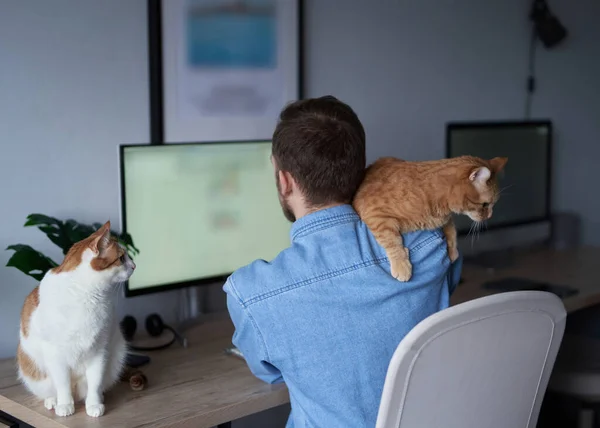 陽気な男性の原因アジアのフリーランスのソフトウェアエンジニアは 自宅のオフィスで働く場所に座ってほとんど2匹の生姜猫とコンピュータを使用して作業し そのうちの1つを保持 若い開発者男グレーでTシャツ ロイヤリティフリーのストック画像