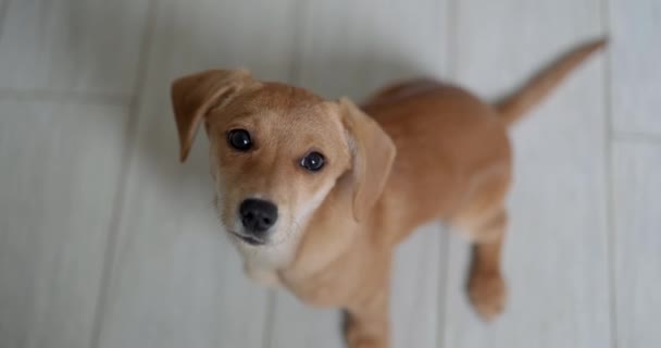 ジンジャーかわいいダックスフンド犬の子犬の床に座って カメラをまっすぐ見て 肯定的な感情国内動物の概念 いい犬だ 高品質4Kビデオ映像 — ストック動画