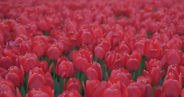 Поле Тюльпанів Квітучі Квіти Вранці Рухаються Вітрі Натуральний Квітковий Візерунок — стокове відео