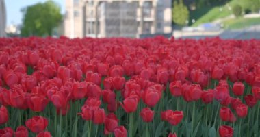 Field of red tulip blooming flowers in the European city centre moving in the wind. Natural floral pattern, beautiful tulip field, summer time. High quality 4k video footage