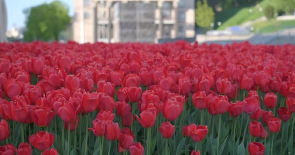 Field Red Tulip Blooming Flowers European City Centre Moving Wind — Stok video