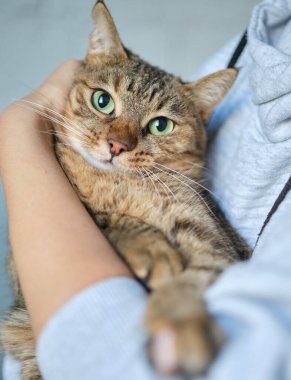 Kollarında sokak kedisi tutan bir gönüllü kadın. Kyiv, Ukrayna. Yüksek kalite fotoğraf