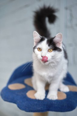 Yeşil gözlü aç kedi yiyecek arıyor ve bekliyor. Yüksek kalite fotoğraf