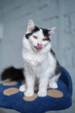 Yeşil gözlü aç kedi yiyecek arıyor ve bekliyor. Yüksek kalite fotoğraf