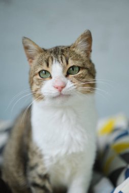 Kollarında sokak kedisi tutan bir gönüllü kadın. Kyiv, Ukrayna. Yüksek kalite fotoğraf