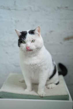 Yeşil gözlü aç kedi yiyecek arıyor ve bekliyor. Yüksek kalite fotoğraf