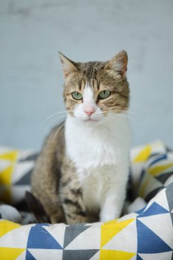 Kollarında sokak kedisi tutan bir gönüllü kadın. Kyiv, Ukrayna. Yüksek kalite fotoğraf