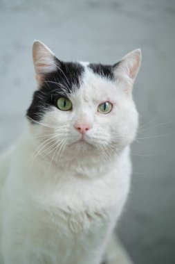 Yeşil gözlü aç kedi yiyecek arıyor ve bekliyor. Yüksek kalite fotoğraf