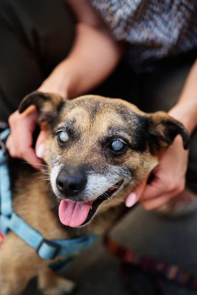 Blind dog, eye cataract. Volunteer holding a dog face. High quality photo