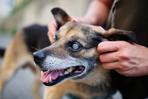 Blind dog, eye cataract. Volunteer holding a dog face. High quality photo