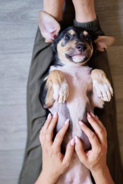 Gönüllülerin elinde başıboş bir köpek yavrusu. Evsiz yavrular ev ve bakım arıyorlar. Yüksek kalite fotoğraf