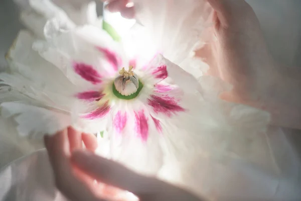 Bonito Conceito Estética Primavera Meninas Mãos Segurando Tenra Flor Branco — Fotografia de Stock